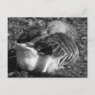 Carte Postale Oie gris dorée (noir et blanc)