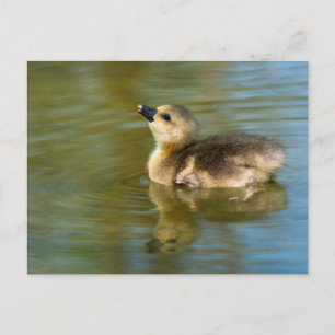 Carte Postale Oie grisette