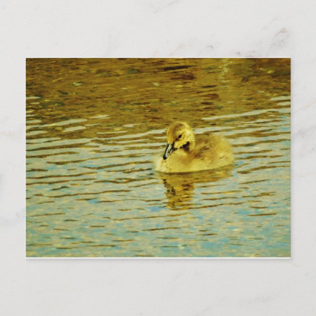 Carte Postale Oie jaune de bébé dans l'eau (Devant)