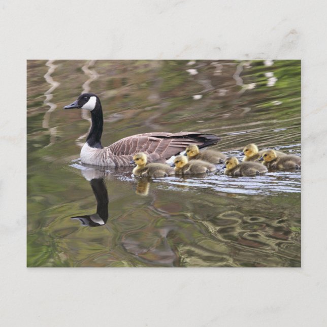 Carte Postale Oie-mère et oie-bébé Photo (Devant)