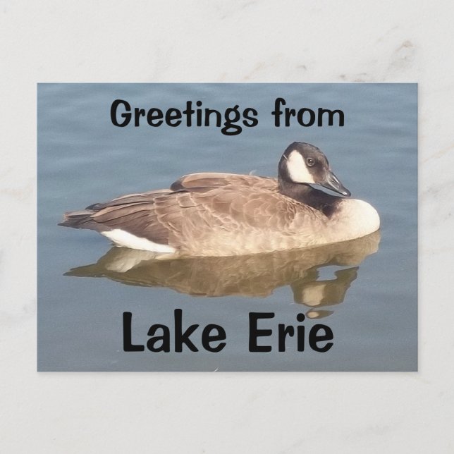 Carte Postale Oie sur le lac Érié (Devant)
