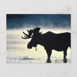 Carte Postale Oie-taupe