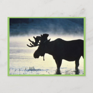 Carte Postale Oie-taupe