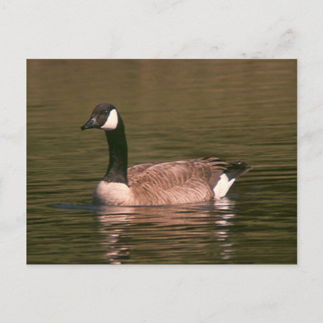 Carte postale - Oie tranquille (Devant)