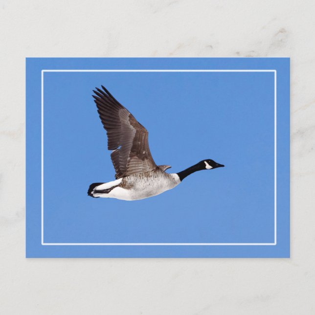 Carte Postale Oie volante (Devant)