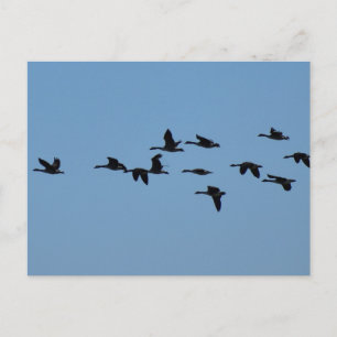 Carte Postale Oies