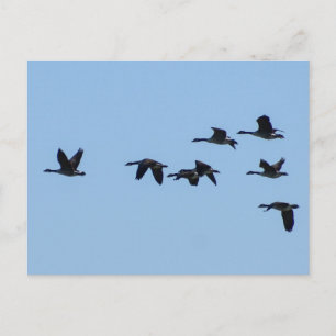 Carte Postale Oies