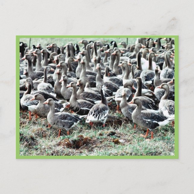 Carte Postale Oies à tête blanche sans vol en stylo (Devant)