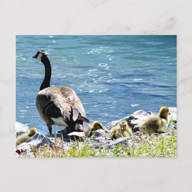 Carte postale Oies canadiennes (maman et bébé) (Devant)