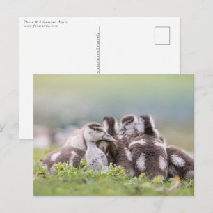 Carte Postale Oies, Chicks Nature Photo