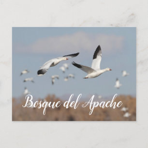 Carte Postale Oies dans le ciel du Bosque del Apache