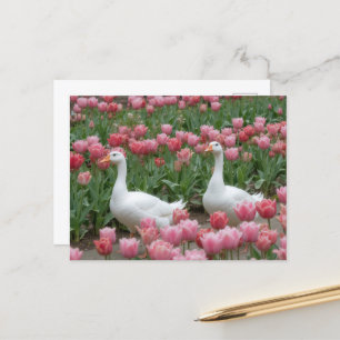 Carte Postale Oies dans un Fleur sauvage rose Meadow Amoureux de