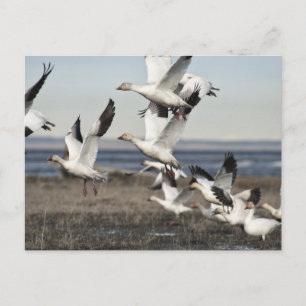 Carte Postale Oies des neiges volantes