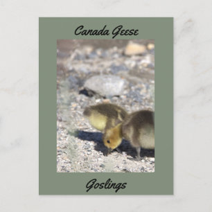 Carte postale Oies du Canada