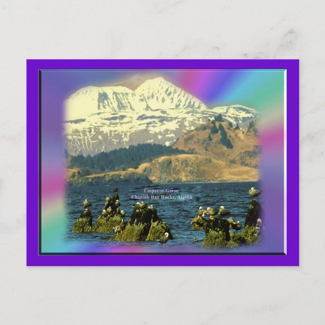 Carte Postale Oies empereurs sur la baie de Chiniak près de Chin (Devant)