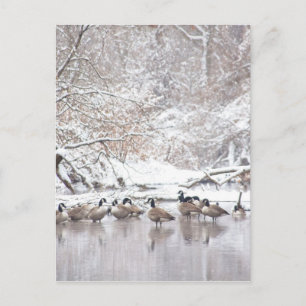 Carte Postale Oies en Neige