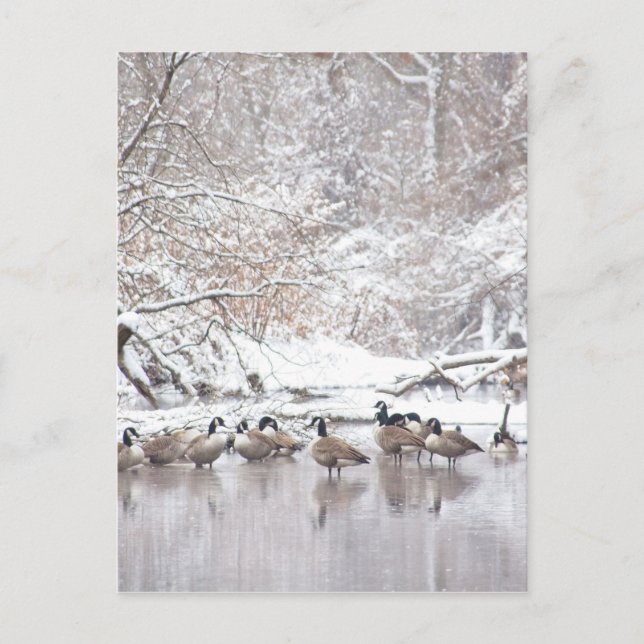 Carte Postale Oies en Neige (Devant)
