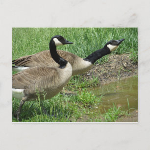 Carte Postale Oies En Poudre