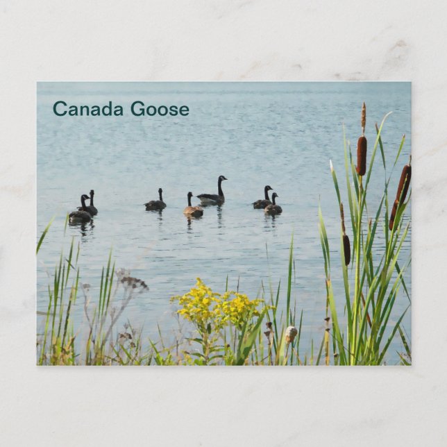 Carte Postale Oies Et Cattons Du Canada (Devant)