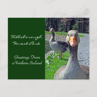 Carte Postale Oies grises (Hillsbrough Forest Park)