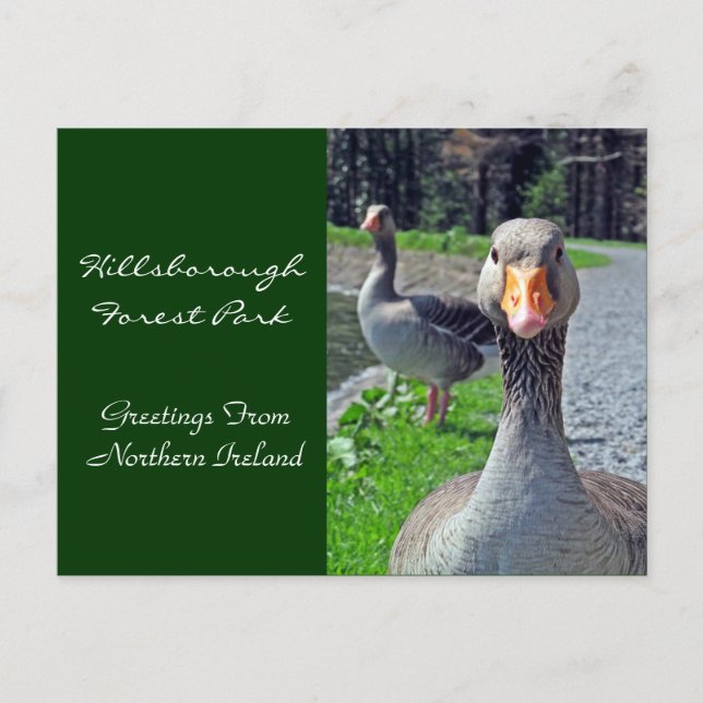 Carte Postale Oies grises (Hillsbrough Forest Park) (Devant)