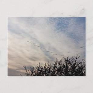 Carte Postale Oies volantes