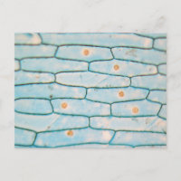 Oignon au microscope