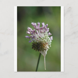 Carte Postale Oignon sauvage Fleur sauvage Crow Garlic - Allium 