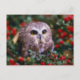 Carte Postale oignons