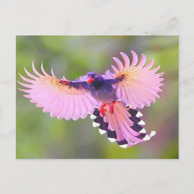 Carte Postale oiseau (Devant)