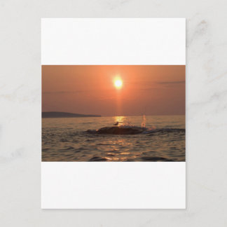 Carte Postale oiseau