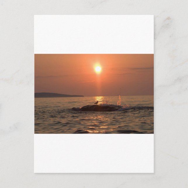 Carte Postale oiseau (Devant)