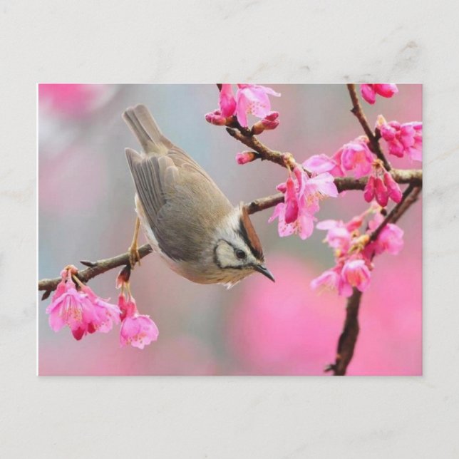 Carte Postale oiseau (Devant)