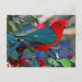 Carte Postale oiseau