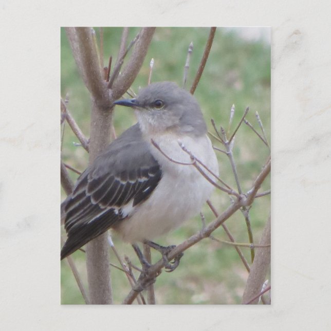 Carte Postale Oiseau (Devant)