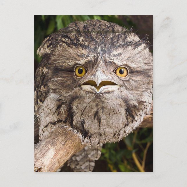 Carte Postale Oiseau à bouche de grenouille tawny australien (Devant)