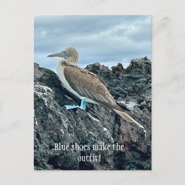 Carte Postale Oiseau à chaussures bleues (Devant)