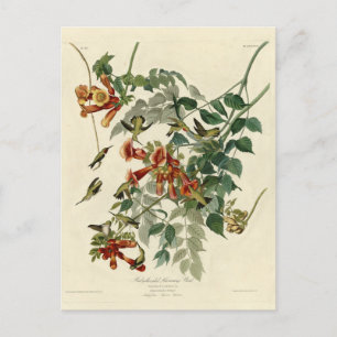 Carte Postale Oiseau à gorge rubis, Audubon Oiseaux Amérique