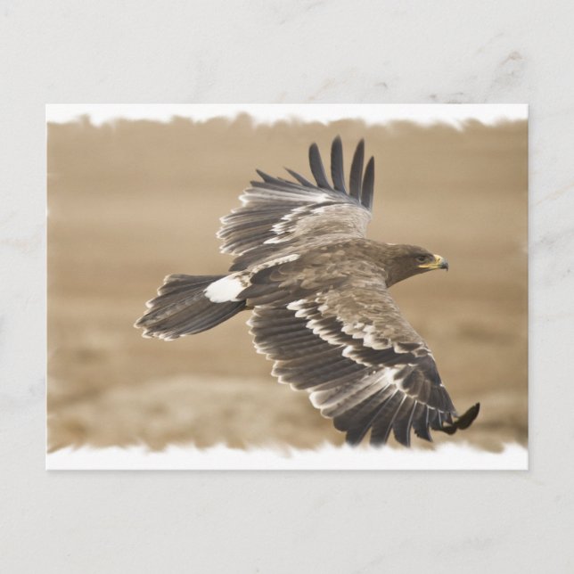 Carte postale Oiseau Aigle volant (Devant)