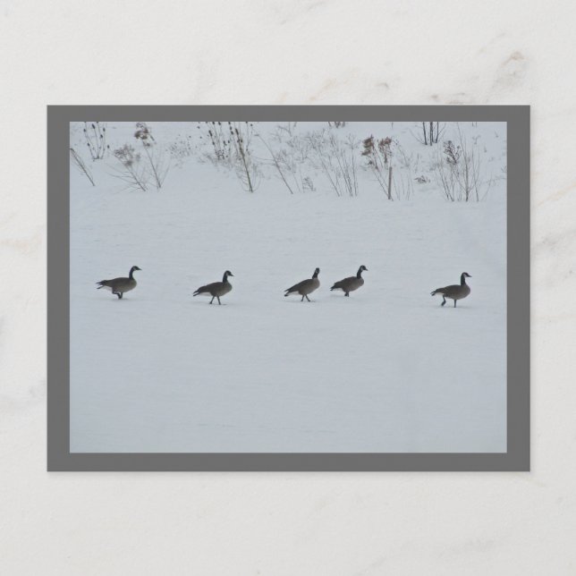 Carte Postale Oiseau animal Canada Oies 1 (Devant)