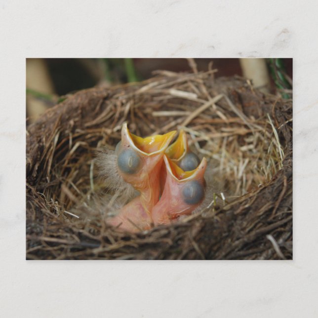 Carte postale Oiseau bébé (Devant)