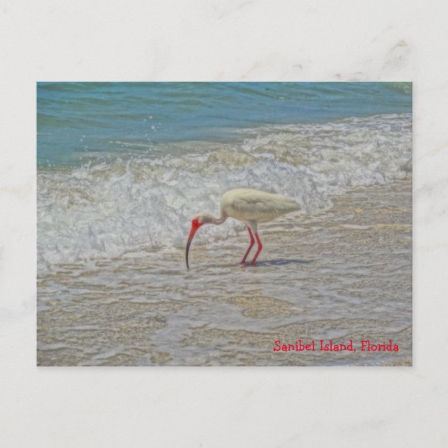 Carte Postale Oiseau blanc Ibis sur la plage Sanibel Island Flor (Devant)