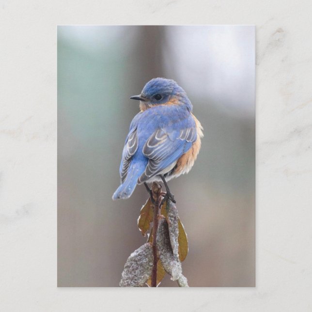 Carte postale Oiseau bleu (Devant)