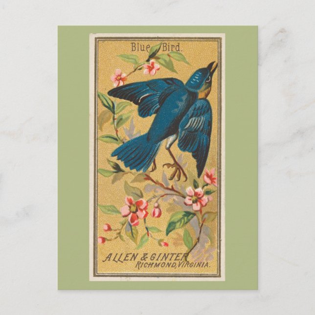 Carte Postale Oiseau bleu (Devant)