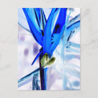 Carte Postale Oiseau bleu du Paradis