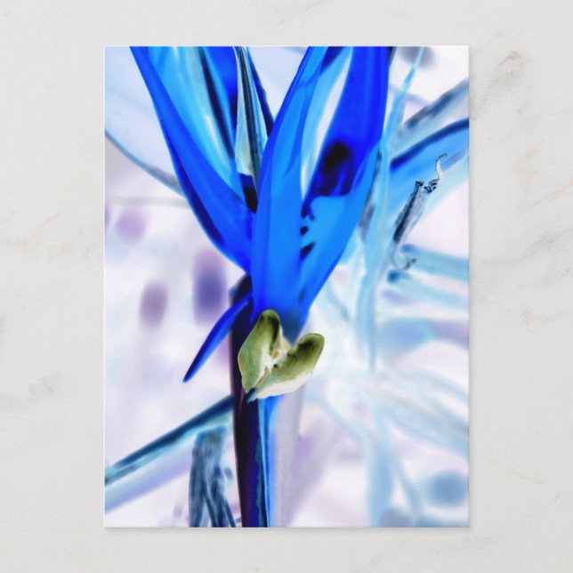 Carte Postale Oiseau bleu du Paradis (Devant)