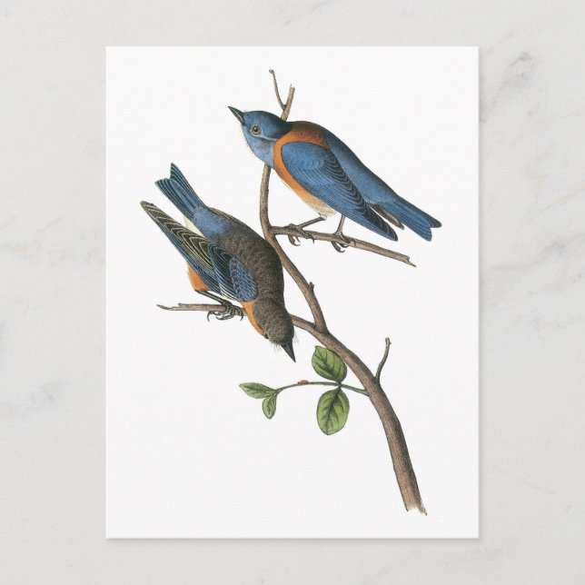 Carte Postale Oiseau bleu occidental par Audubon (Devant)