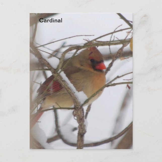 Carte Postale Oiseau cardinal (Devant)