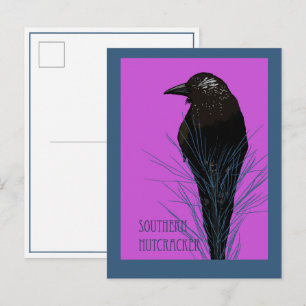 Carte Postale Oiseau -- Cassenoix du sud