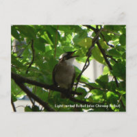 Oiseau chantant/ Bulbul chinois